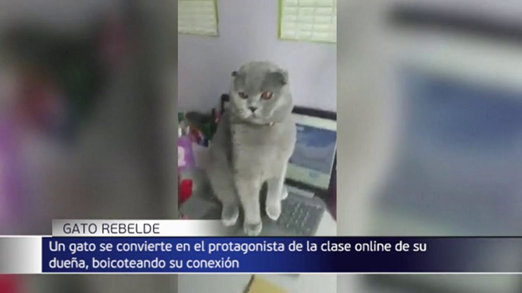 Un gato se convierte en viral por su actitud rebelde: boicotea las clases online de su dueña