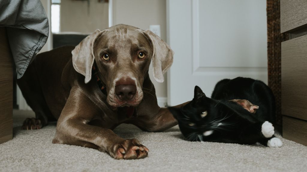 Gato y perro