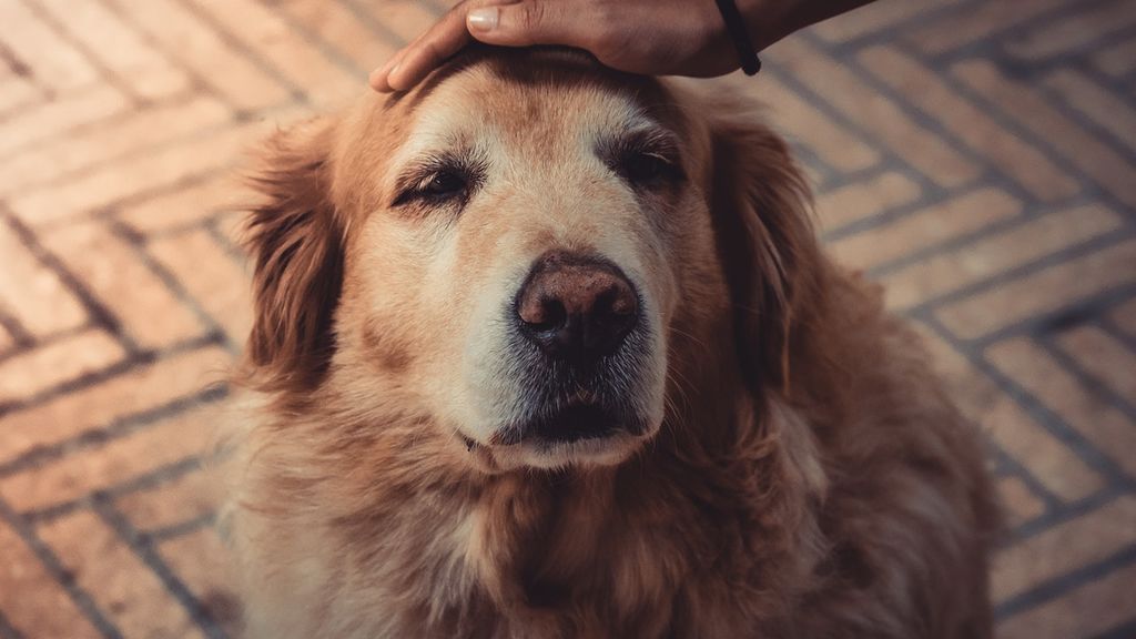 pexels-jean-alves-2123773