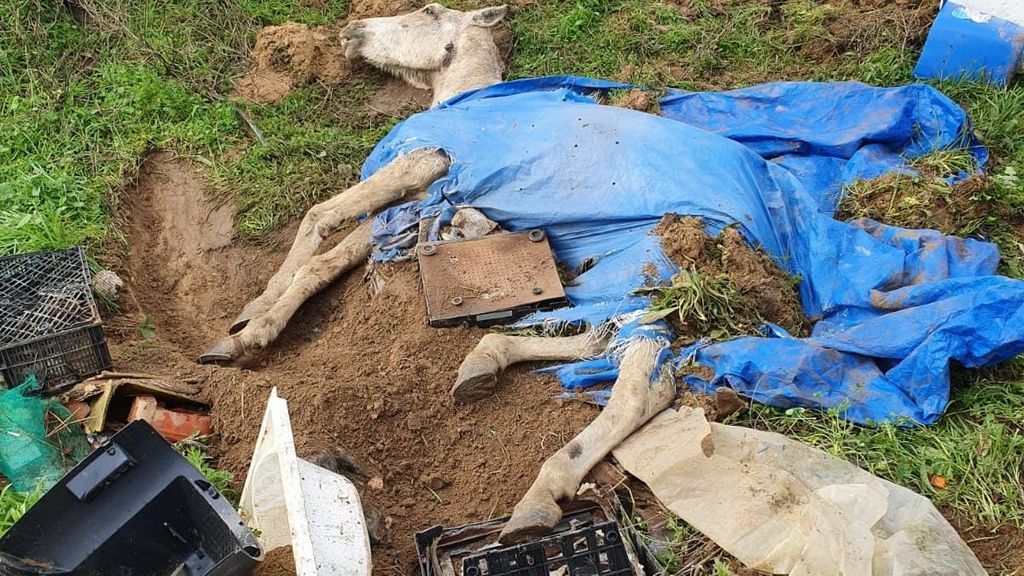 Bajo escombros, tierra y una bañera: así han enterrado a un caballo vivo en Huelva Bajo escombros, tierra y una bañera: así han enterrado a un caballo vivo en Huelva