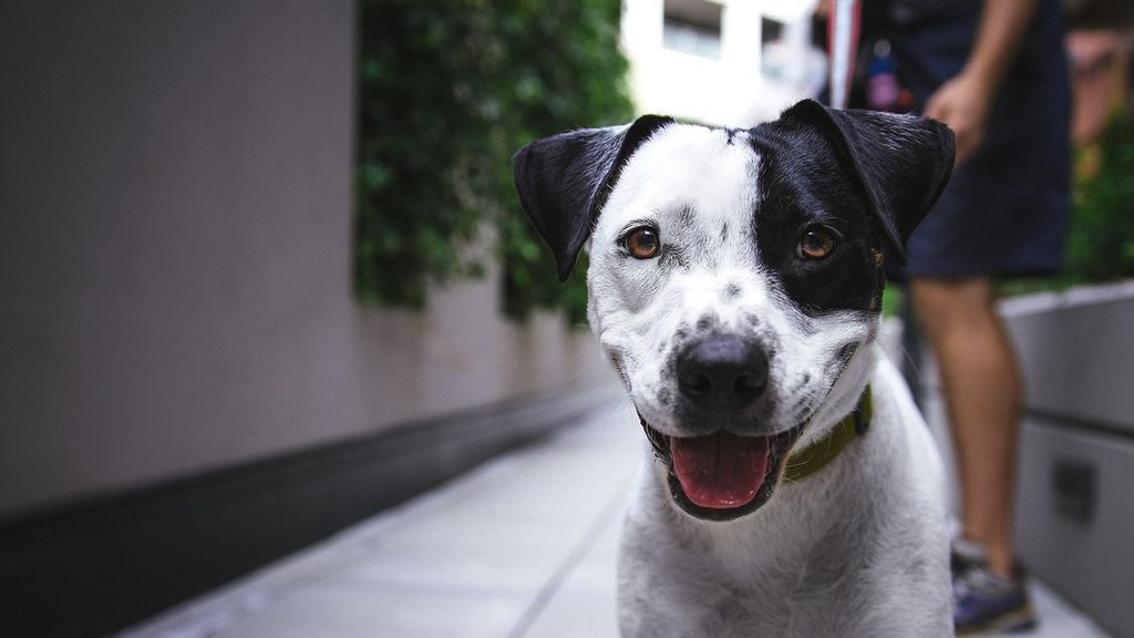 Las cinco mejores razas de perros para regalar a un senior