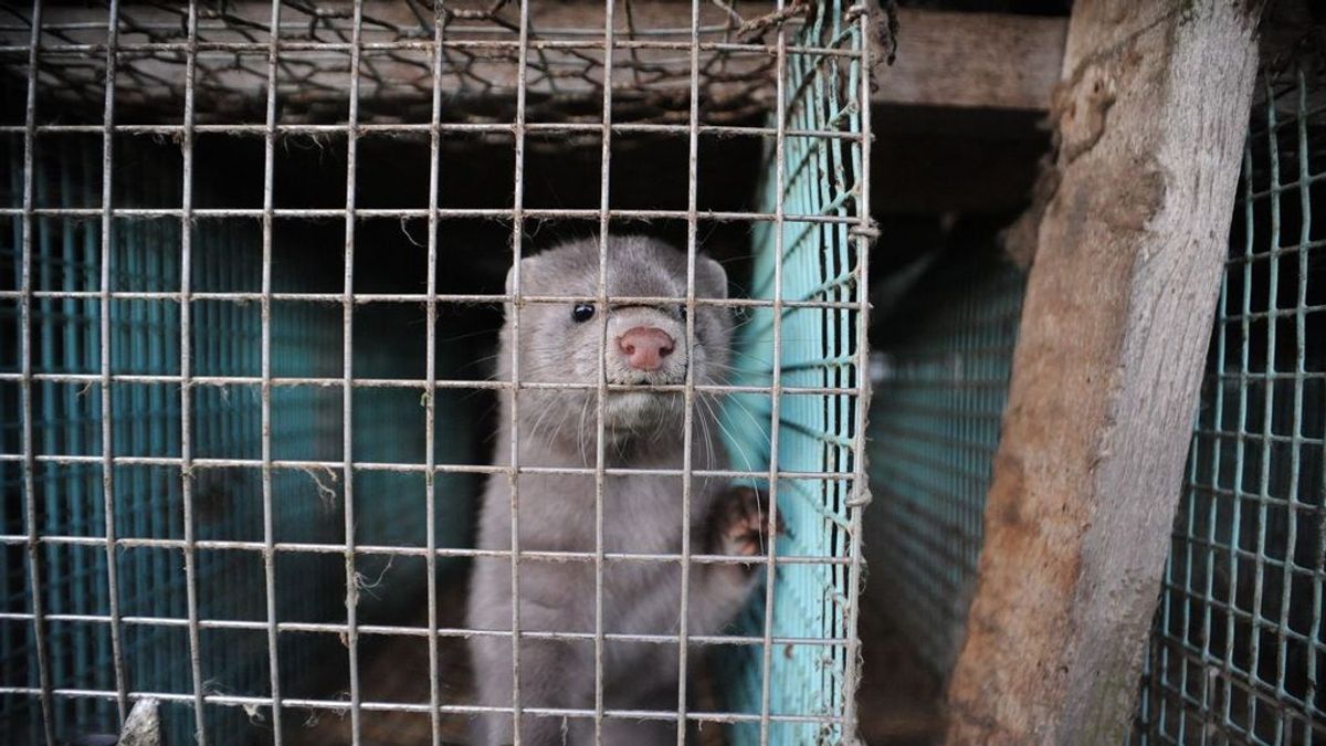 WWF pide el cierre de las 32 granjas de visones americanos en España: "No hay más tiempo, son una bomba biológica" WWF pide el cierre de las 32 granjas de visones americanos en España: "No hay más tiempo, son una bomba biológica"