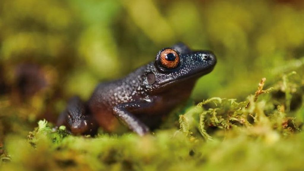 Descubren 20 nuevas especies escondidas en los Andes