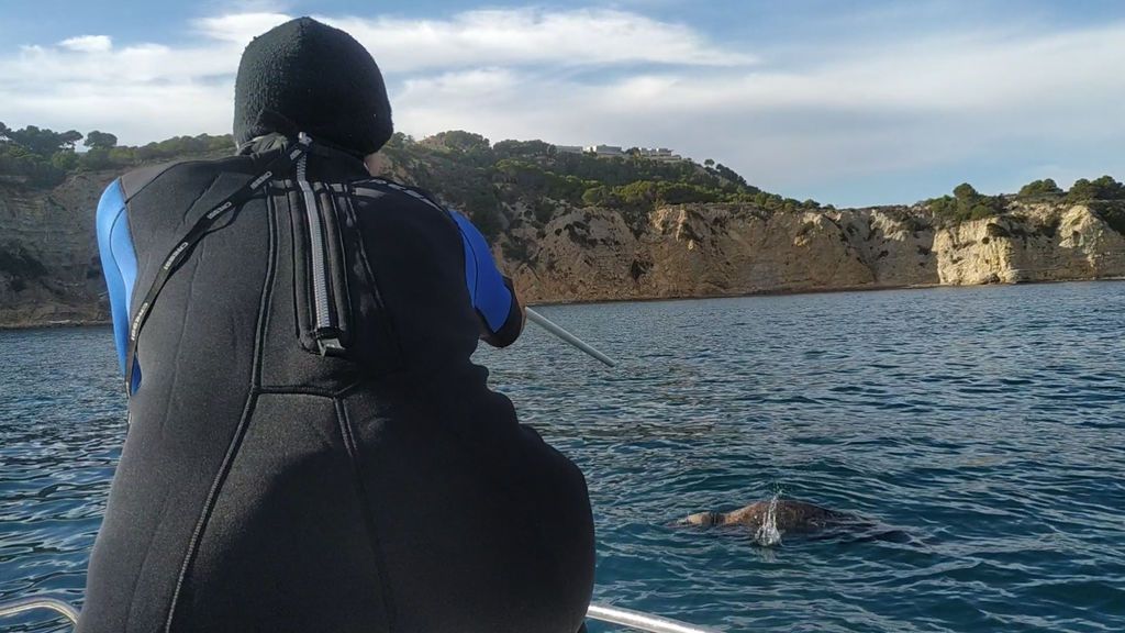 Veterinarios logran inyectar un antibiótico con una cerbatana a una foca gris herida en la costa de Alicante Veterinarios logran inyectar un antibiótico con una cerbatana a una foca gris herida en la costa de Alicante