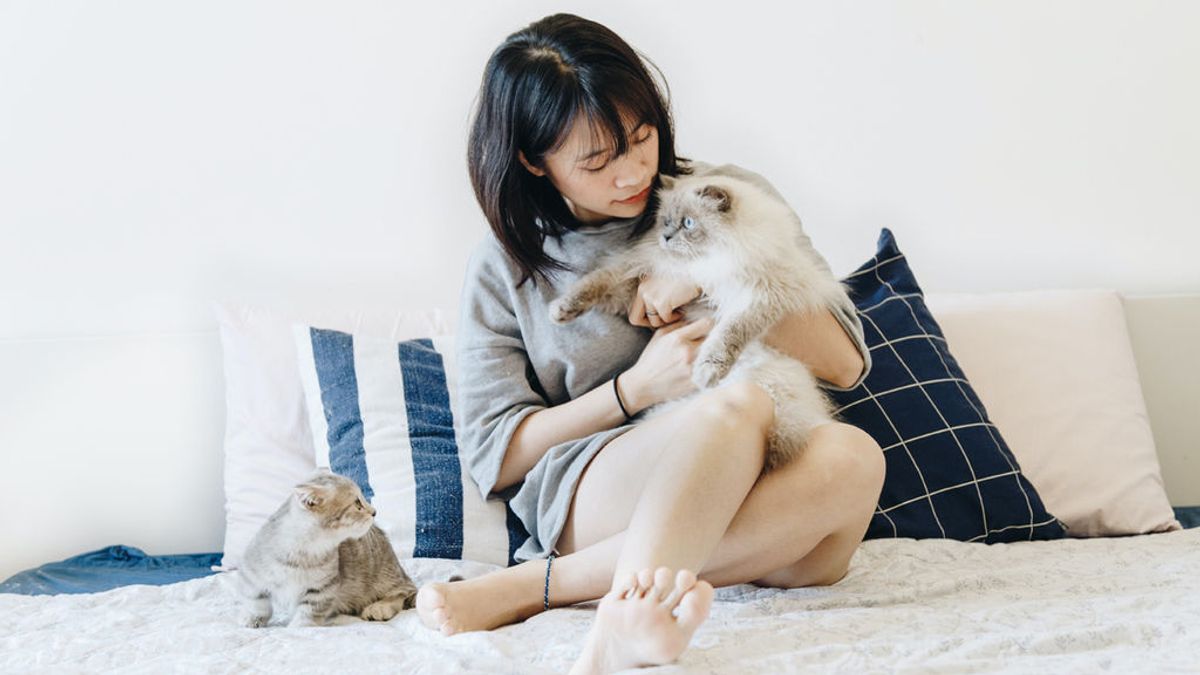 Razas de gatos: cuáles son los mininos más cariñosos
