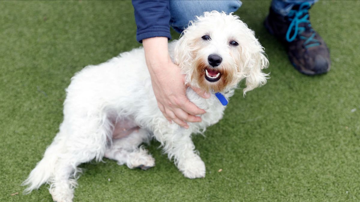 Perros, gatos y hurones: a ellos también les afecta el Brexit Perros, gatos y hurones: a ellos también les afecta el Brexit