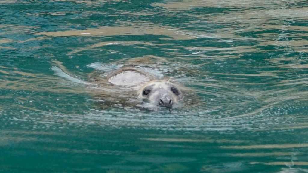 Foca encontrada Altea