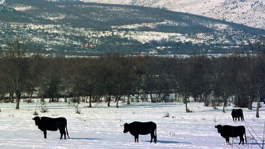 Los modelos meteorológicos sugieren que tendremos una "blanca Navidad"