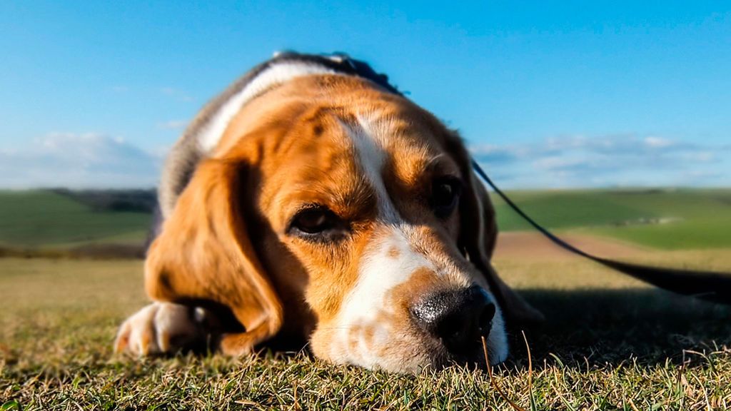 Tres preguntas que debemos hacernos antes de hacernos con una mascota