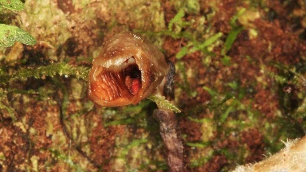 La orquídea más fea del mundo a la cabeza de la lista 'nuevas plantas' La orquídea más fea del mundo a la cabeza de la lista 'nuevas plantas'