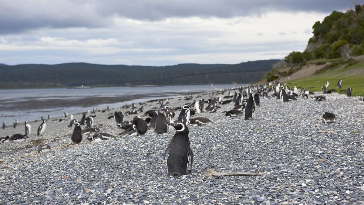 Varamiento masivo de pingüinos: más de 5.000 han sido rescatados este año en playas de Brasil