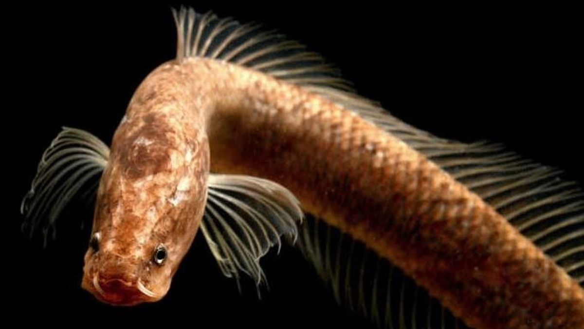 El pez Gollum es un fósil viviente: la especie "cabeza de serpiente" tendría hasta 109 millones de años
