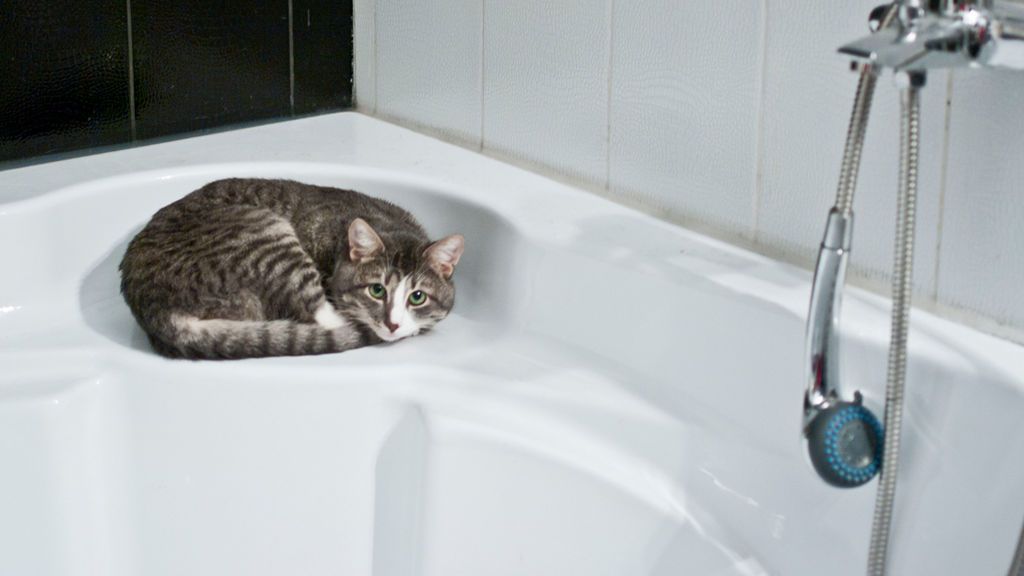 gato bañera