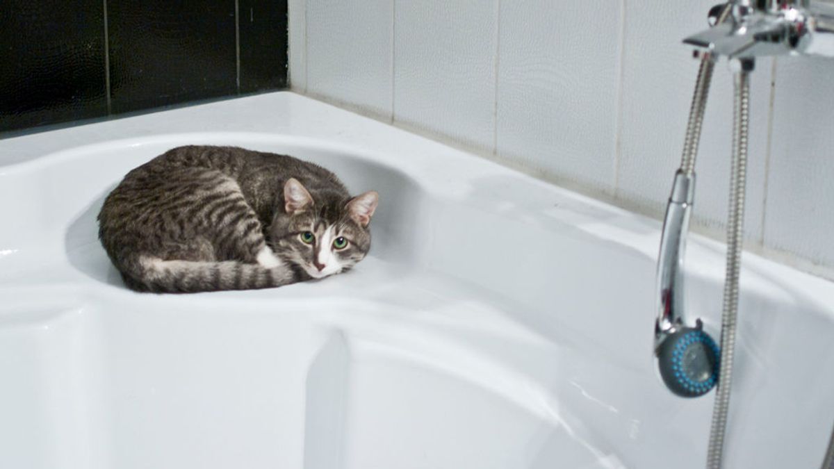 gato bañera