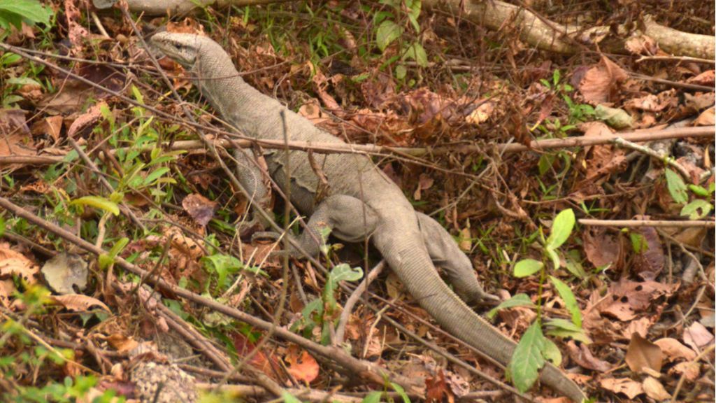 De India a España pasando por Egipto: un lagarto sobrevive a 9.000 kilómetros de viaje durante 22 días De India a España pasando por Egipto: un lagarto sobrevive a 9.000 kilómetros de viaje durante 22 días