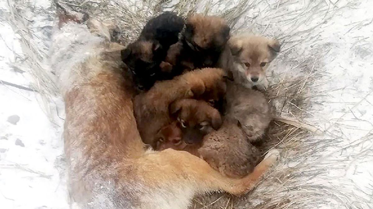 La tierna imagen de 7 cachorros acurrucados con el cadáver de su madre tras una nevada en Siberia