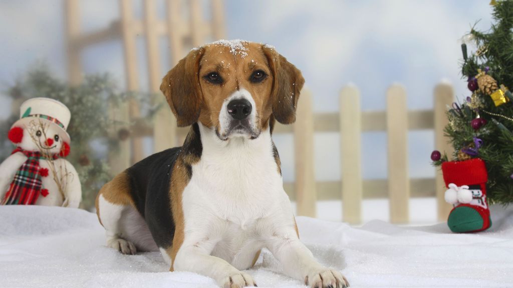 ¡Cuenta atrás para Navidad! El tiempo que hará la semana que viene en España