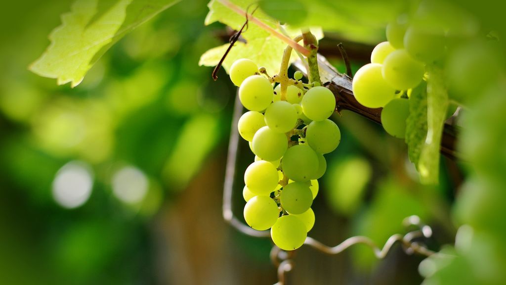 Cuál es el origen de las 12 uvas de Nochevieja