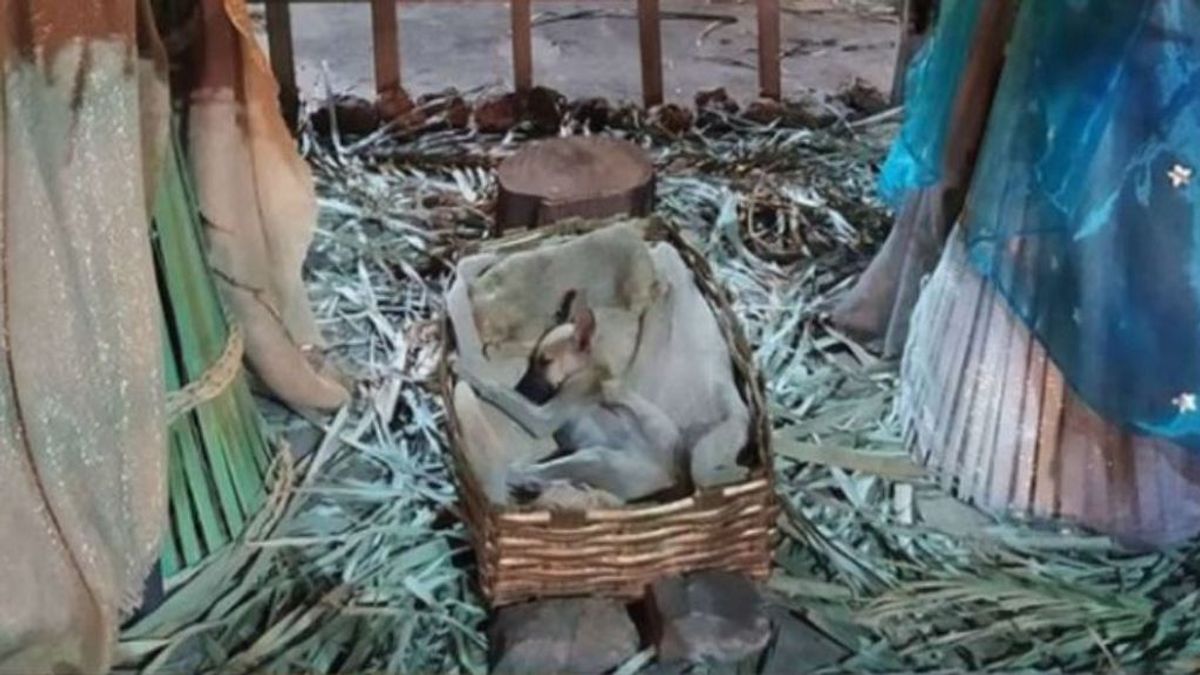 Encuentra a un cachorro abandonado durmiendo en la cuna del niño Jesús de un belén