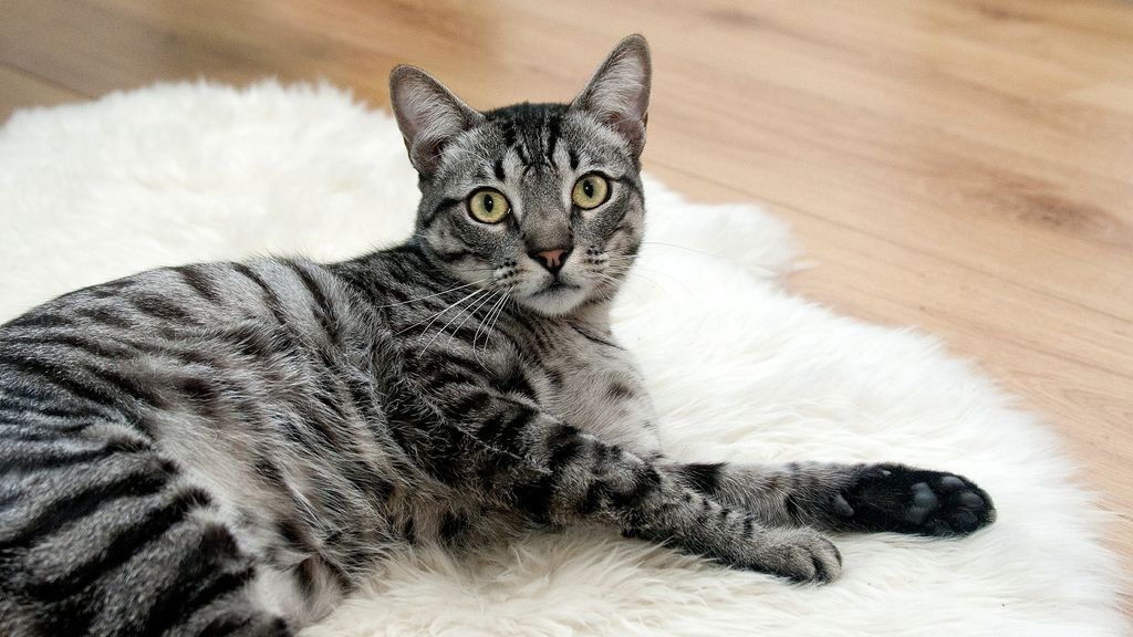 Barcelona impulsa la adopción de gatos entre personas mayores para combatir la soledad Barcelona impulsa la adopción de gatos entre personas mayores para combatir la soledad