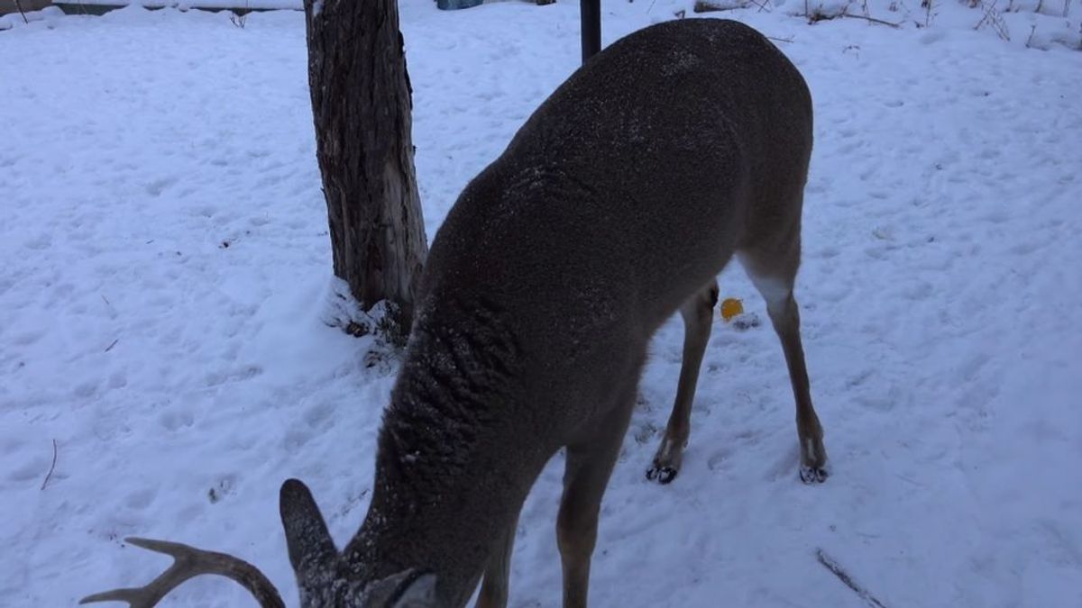 'Carrot', el ciervo canadiense que sobrevive con una flecha clavada en la cabeza