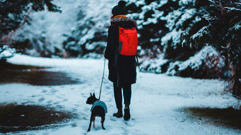 Los beneficios de pasear junto a nuestra mascota