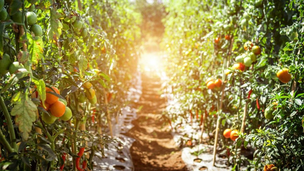 La guerra del tomate: ¿Por qué ya no saben como los de antes?