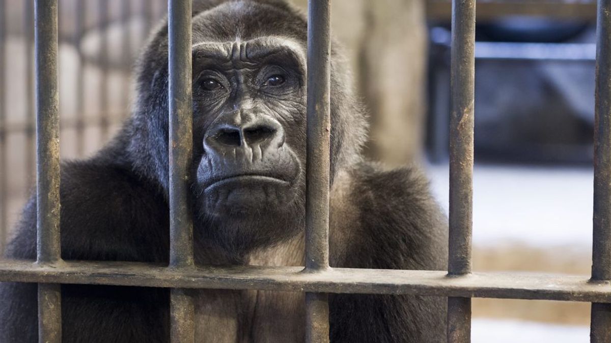 La lucha de Cher por la liberación del gorila que vive en un centro comercial de Tailandia