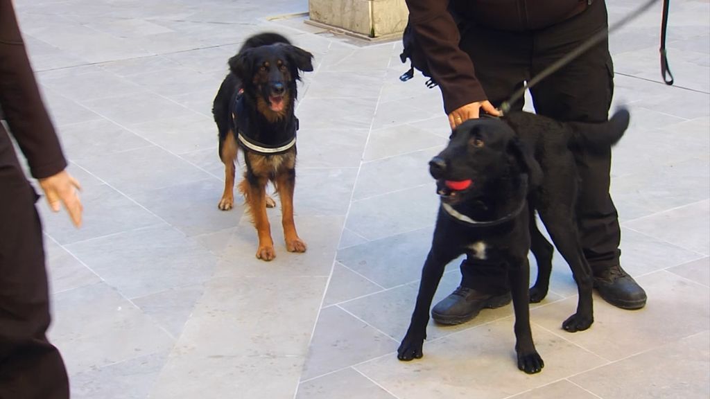 perros
