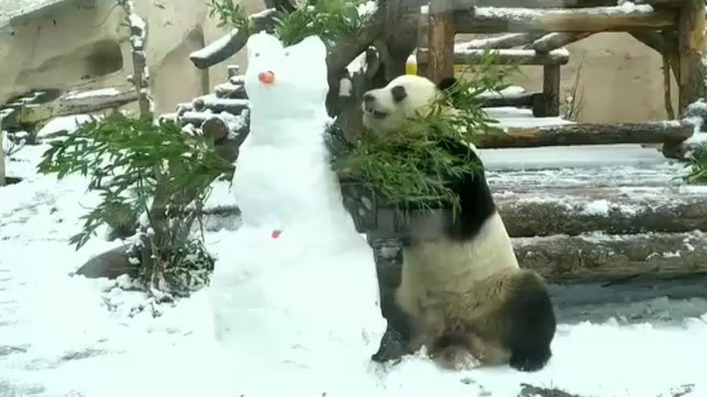Un amigo de nieve: un panda se divierte con el muñeco construido por los cuidadores del zoo
