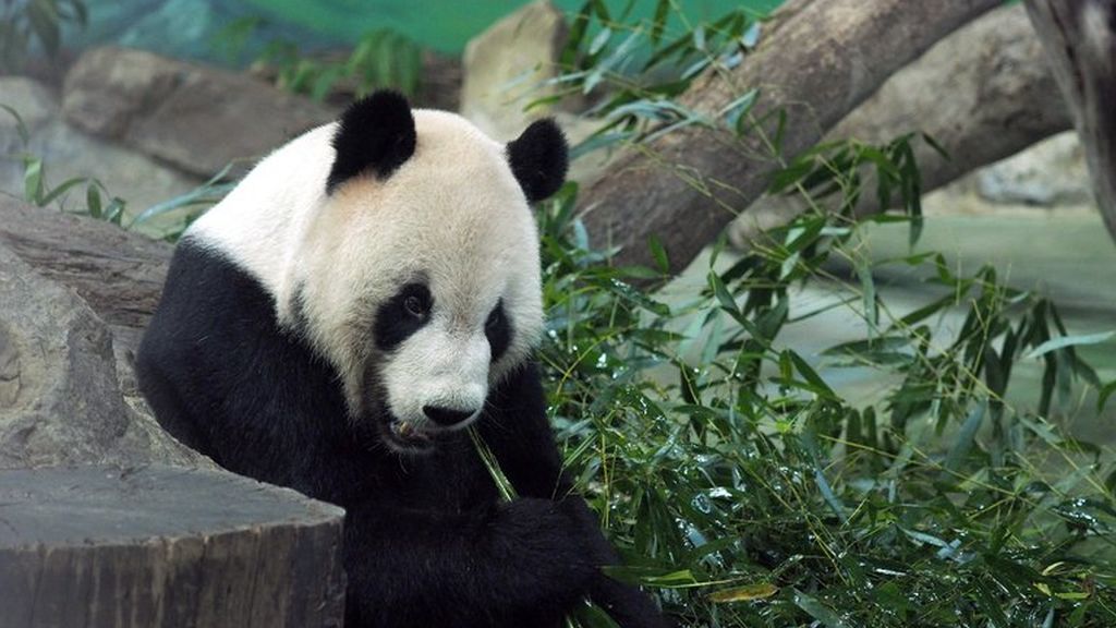 Muere Xinxing, la osa panda más anciana del mundo, a los 38 años y con 153 descendientes Muere Xinxing, la osa panda más anciana del mundo, a los 38 años y con 153 descendientes