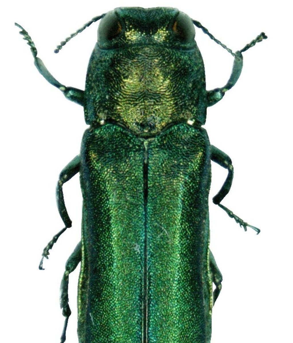 escarabajo