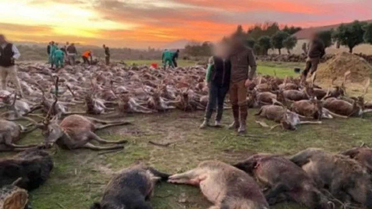 540 animales muertos: una montería protagonizada por cazadores españoles indigna a Portugal