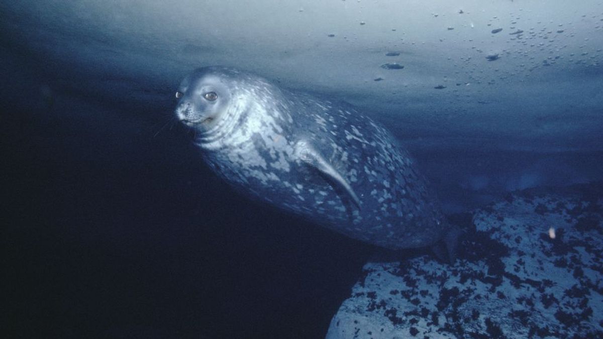 Las focas producen ultrasonidos: logran grabar su voz 'Star Wars' en las profundidades antárticas