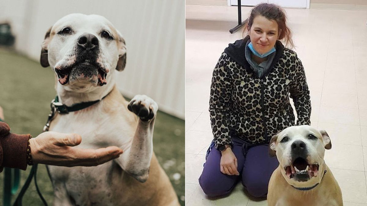 “Un milagro de Navidad”: encuentra a su perro ocho años después de que se lo robasen