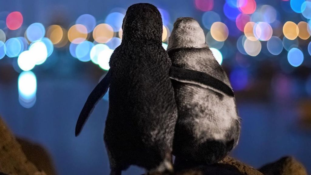 Dos pingüinos consolándose por la pérdida de sus parejas: la foto ganadora del Ocean Photo Awards que resume 2020