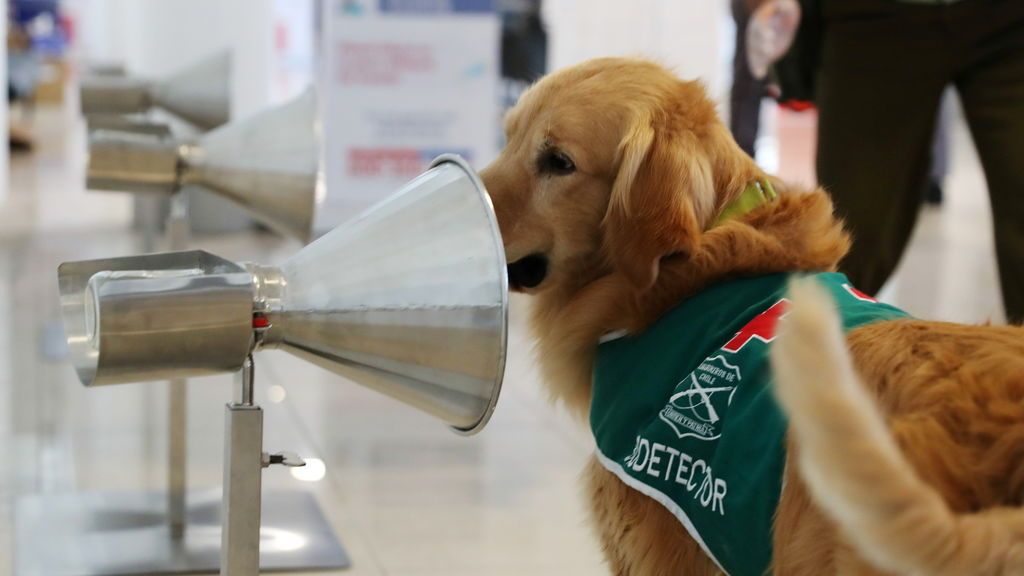 Chile estrena en el aeropuerto un equipo canino para detectar a pacientes con coronavirus Chile estrena en el aeropuerto un equipo canino para detectar a pacientes con coronavirus