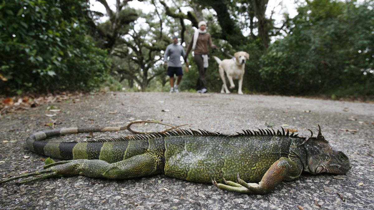 Alerta por posibles lluvias ¡de iguanas! El peculiar fenómeno que se produce en Florida