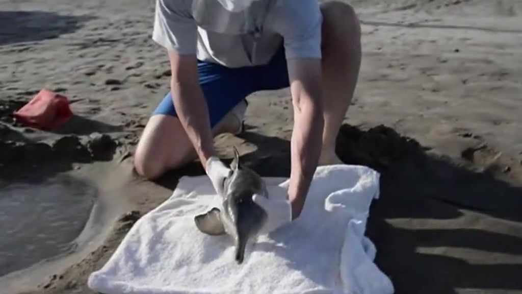 Tres delfines 'de La Plata' recién nacidos aparecen en playas de Argentina