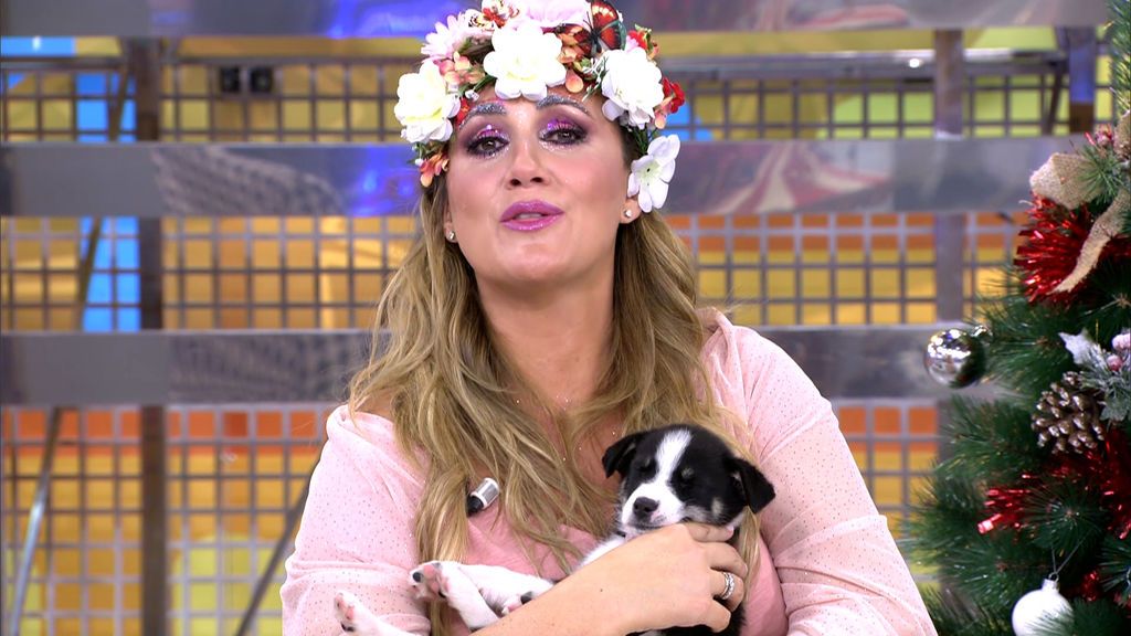 Rom y Chula, perros en adopción