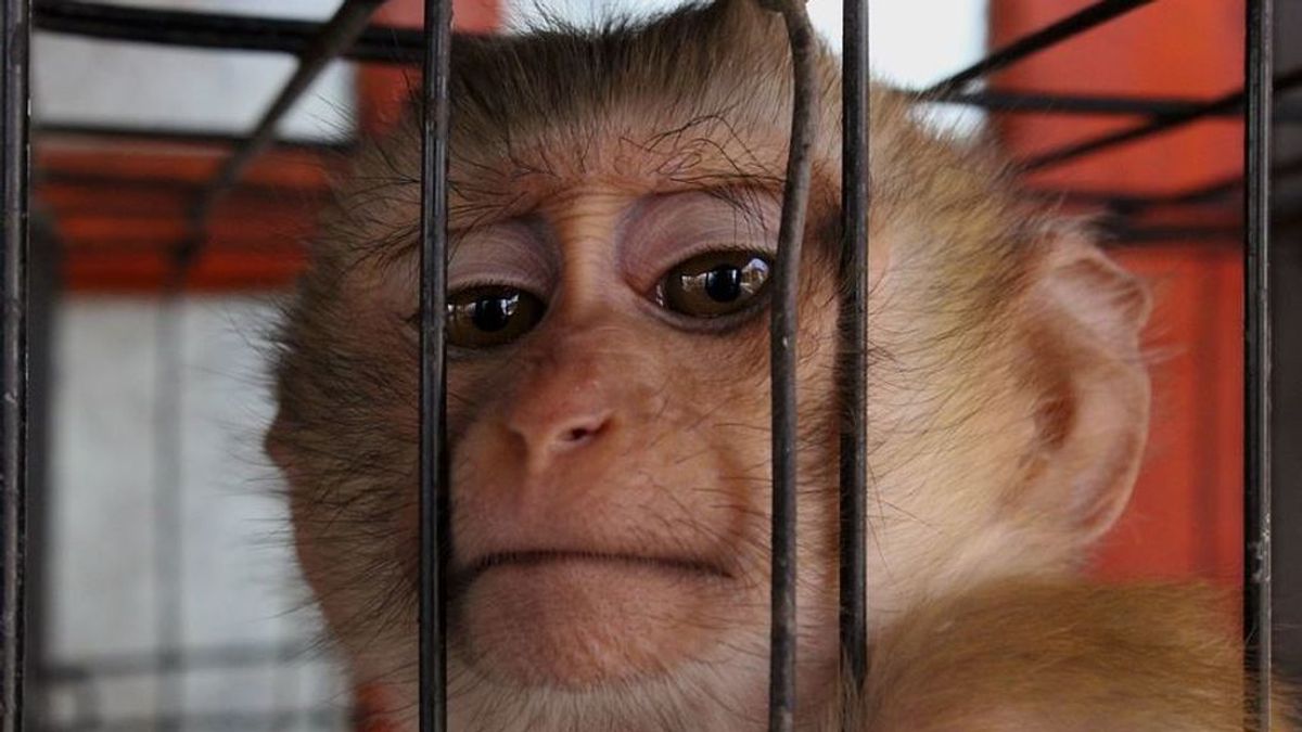 Un medio británico destapa el sacrificio de 27 monos en un solo día por la NASA
