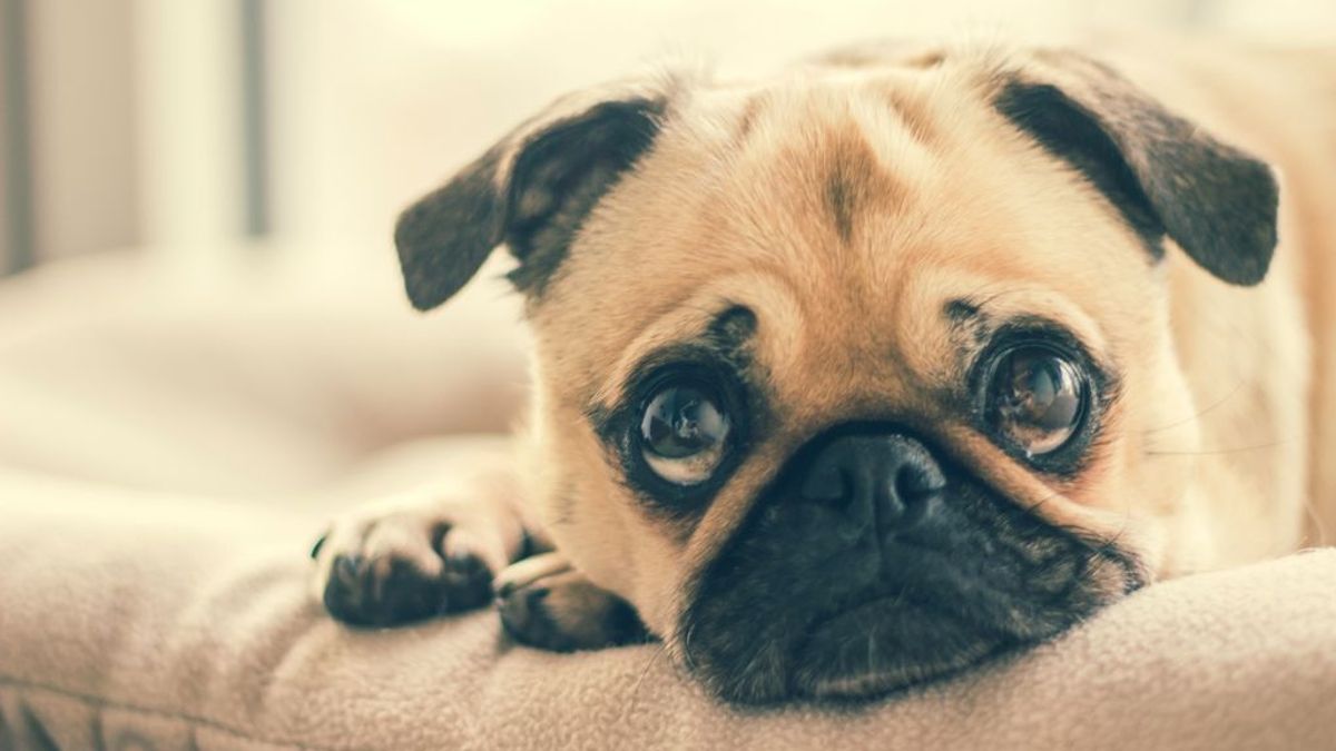 Consejos para que tu perro no sufra con los petardos Consejos para que tu perro no sufra con los petardos