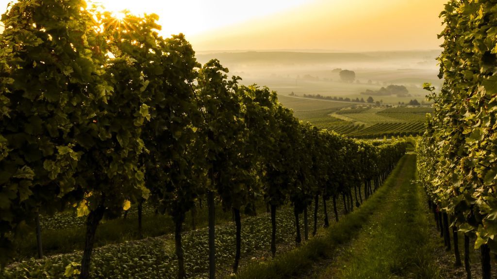 Vinos con notas y aromas de cerilla, yeso, talco y coral. ¿Sabes lo que es la mineralidad en el vino?