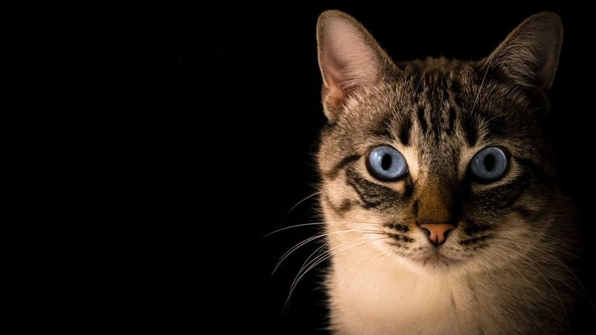 Adoptar a un gato: estos son los mandamientos que tienes que saber antes de dar el paso