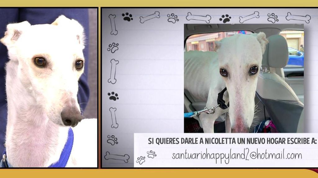 La preciosa Nicoletta busca un hogar donde ser feliz y dejar atrás su terrible pasado