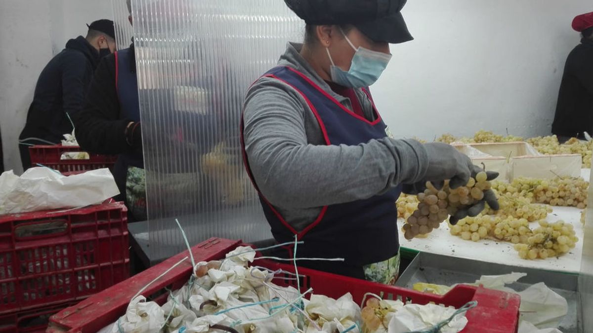 Una trabajadora prepara la uva Aledo para Nochevieja. Una trabajadora prepara la uva Aledo para Nochevieja.