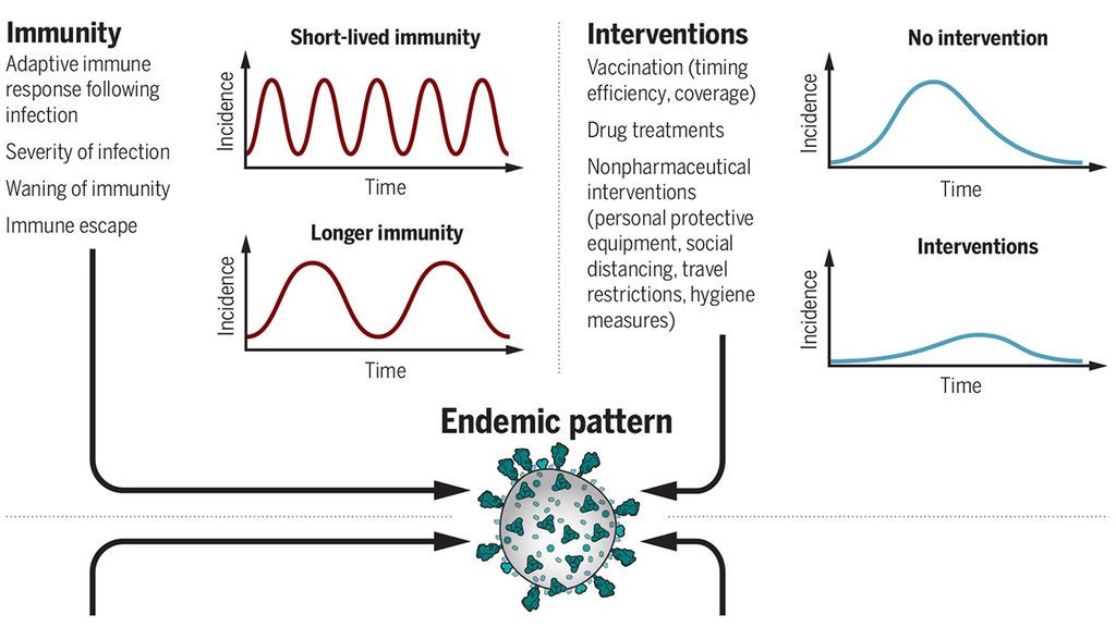 La pauta endémica de transmisión del coronavirus.