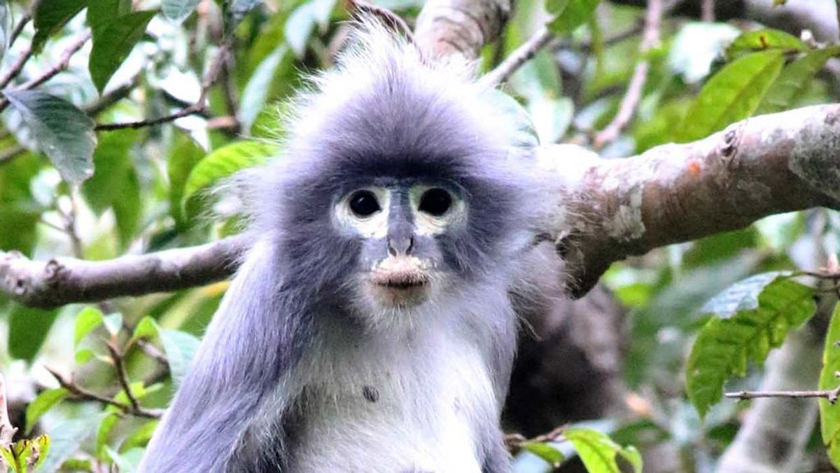El Museo de Historia Natural londinense ha descubierto 503 nuevas especies, entre ellas un mono muy curioso