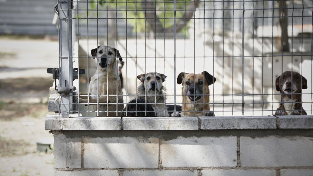 Las protectoras de animales paralizan las adopciones en Navidad: "Son seres vivos y no son regalos" Las protectoras de animales paralizan las adopciones en Navidad: "Son seres vivos y no son regalos"