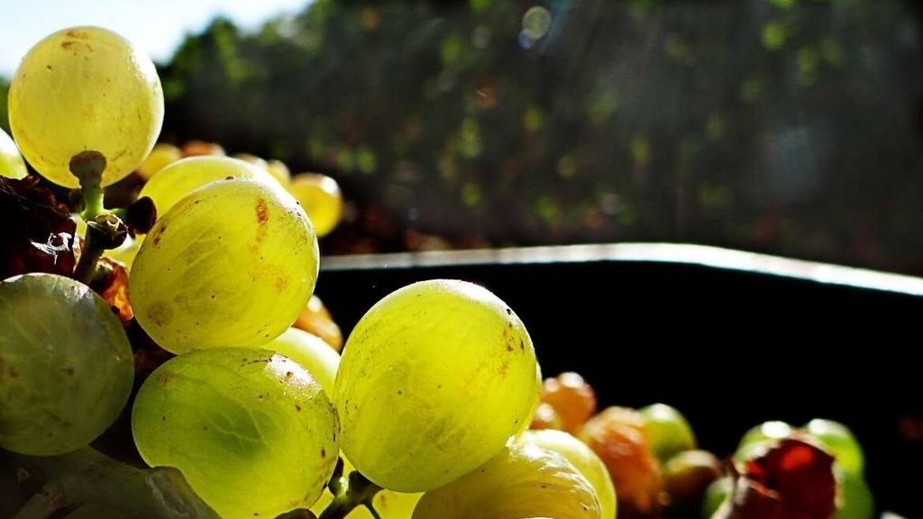 uvas